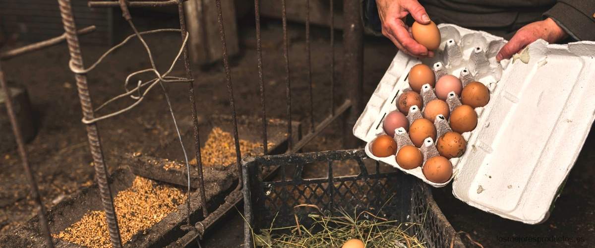 ¿Qué beneficios tienen los huevos de pato?
