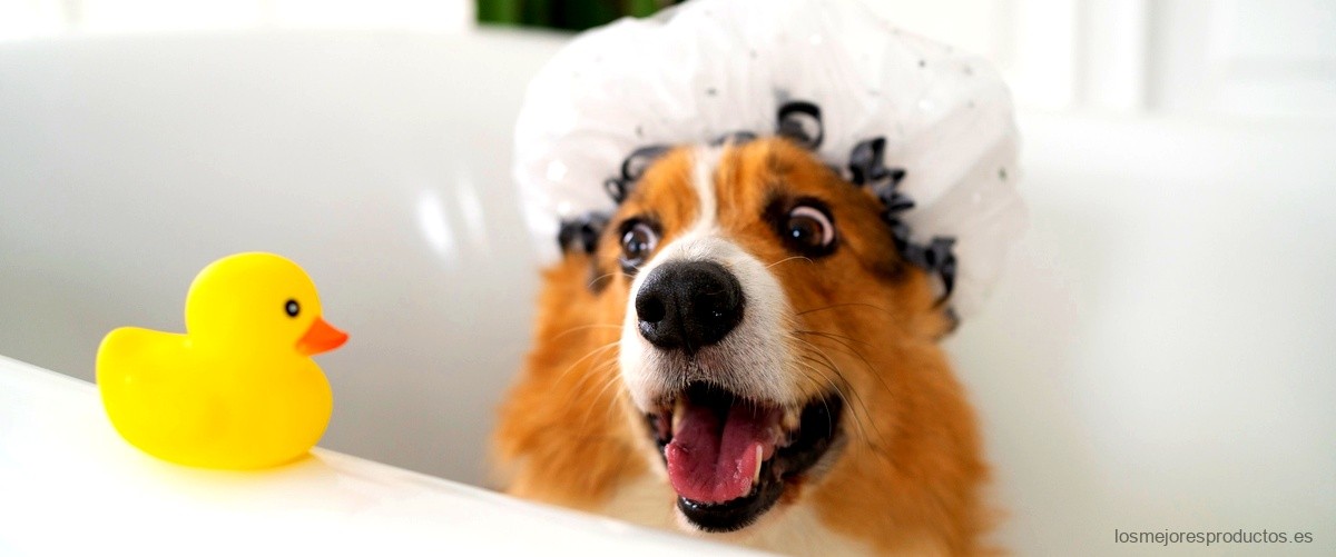 ¿Qué champú es bueno para bañar a un perro?