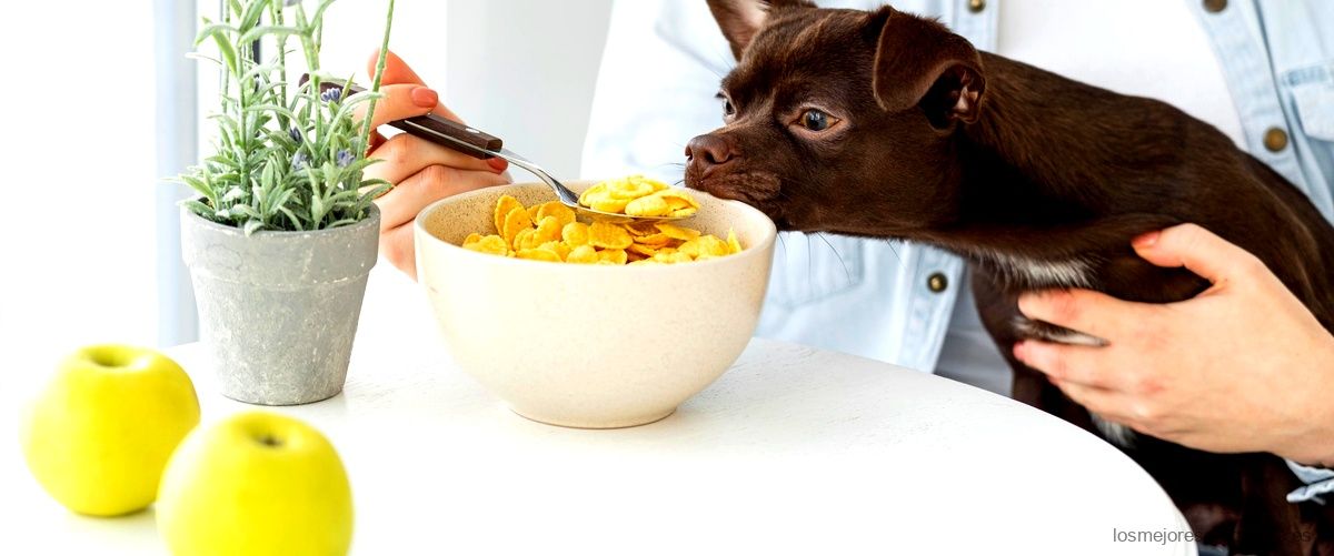 ¿Qué contiene el alimento para perros?