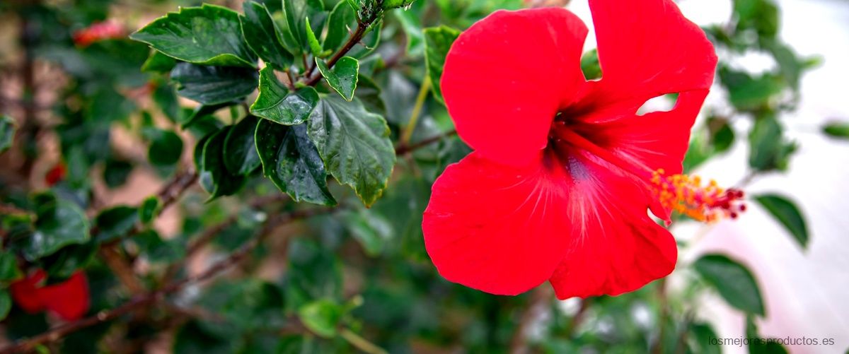 ¿Qué desinflama la flor de jamaica?