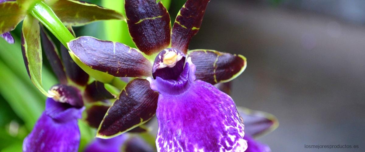 ¿Qué es la violeta de genciana y para qué se utiliza?