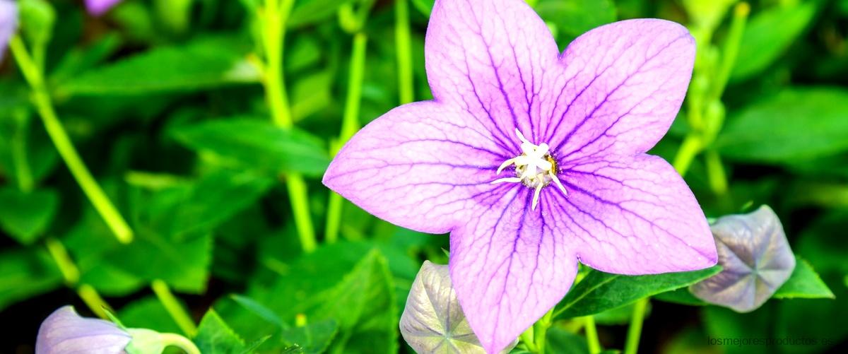 ¿Qué es la violeta de genciana y para qué se utiliza?