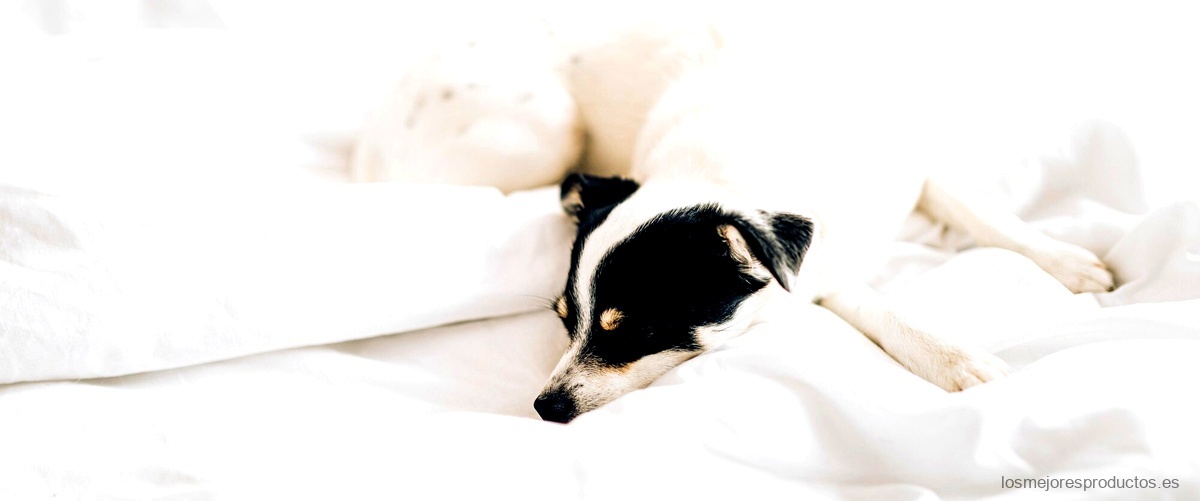 ¿Qué es una cama antiestrés para perros?