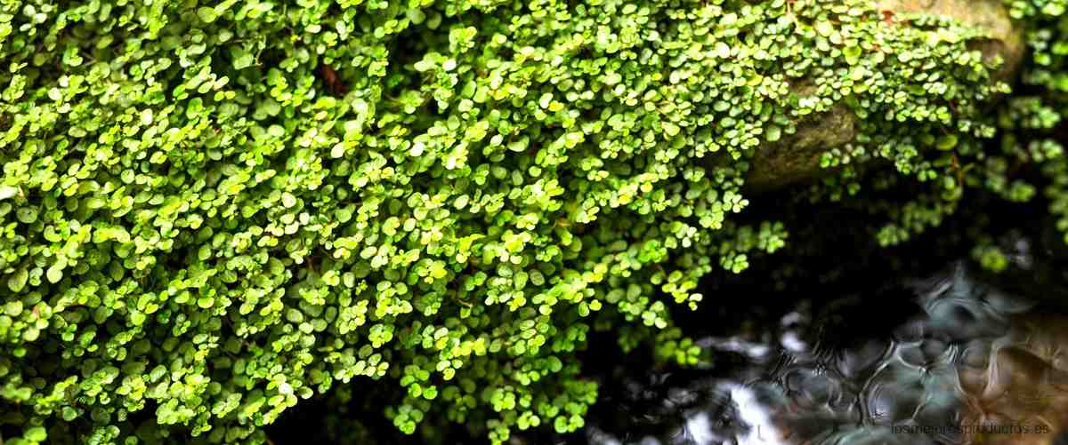 ¿Qué materiales podemos utilizar para hacer una kokedama?