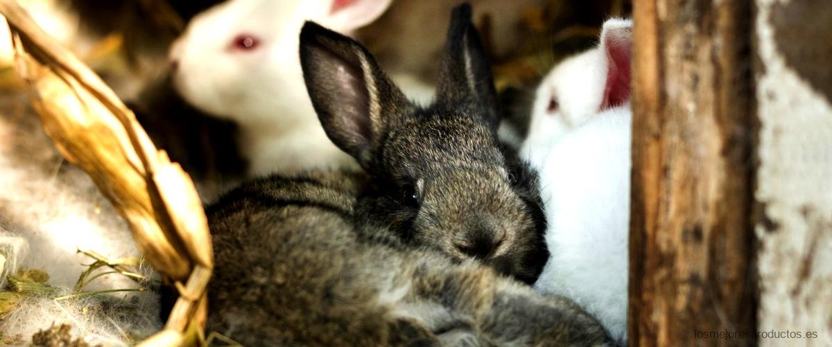 ¿Qué olor ahuyenta a los conejos?