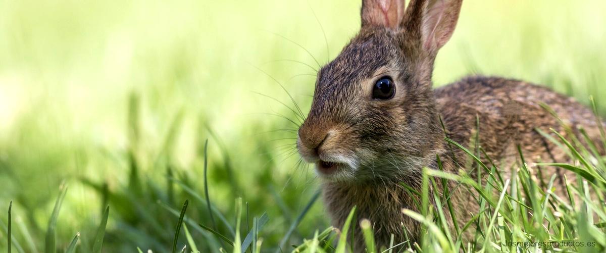 ¿Qué olor no les gusta a los conejos?