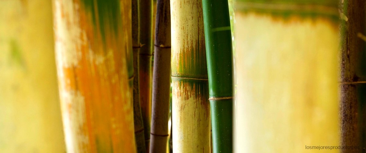 ¿Qué sabor tiene el bambú en la comida?