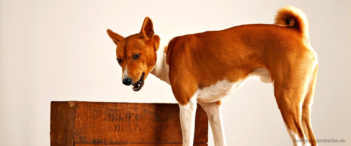 ¿Qué se debe poner en el suelo de una caseta de perro?