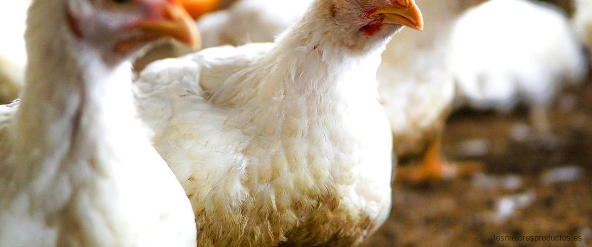 ¿Qué se les inyecta a las gallinas para que pongan huevos?