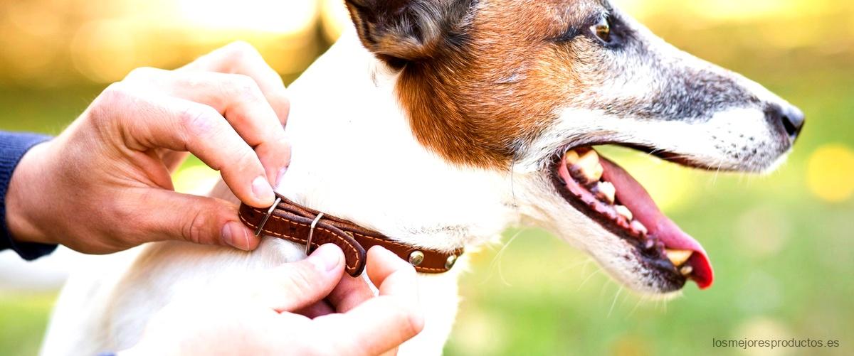 ¿Qué se usa para limpiar las orejas de los perros?