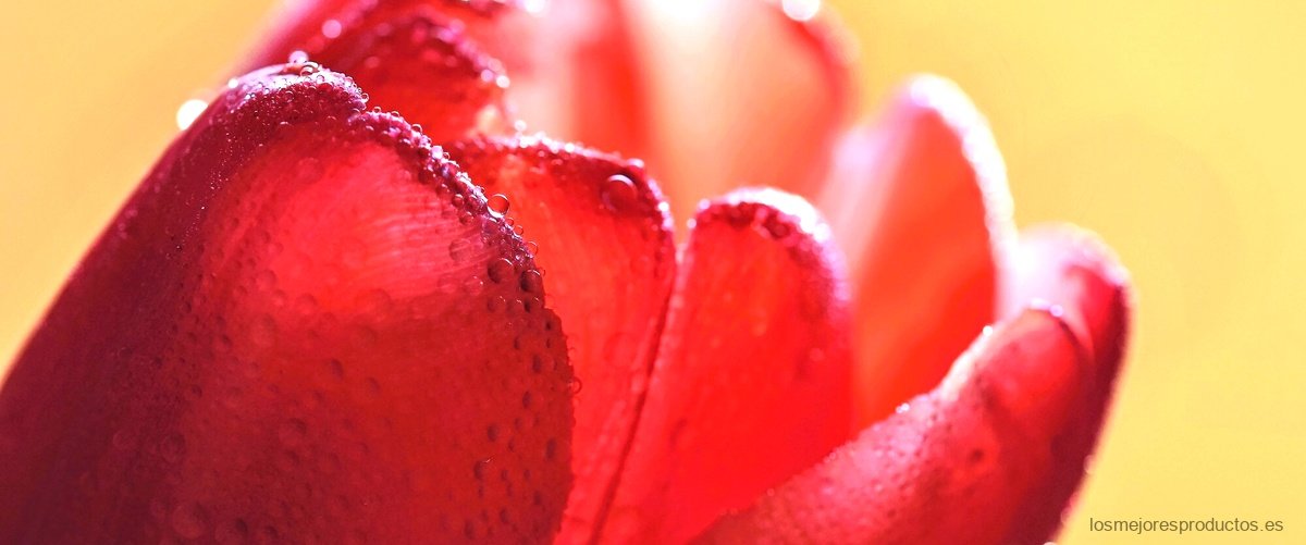¿Qué significa tener una rosa eterna?