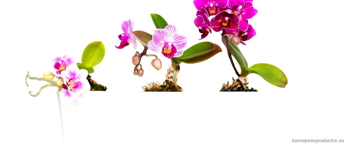 ¿Qué sustrato se le pone a la orquídea?