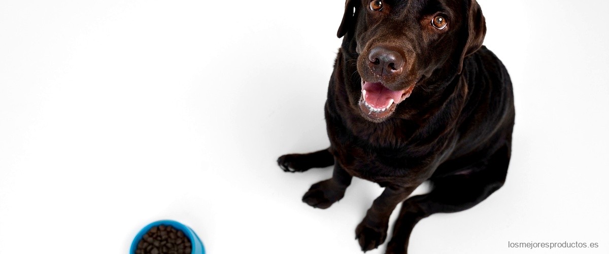 ¿Qué tan buena es la comida húmeda para perros?