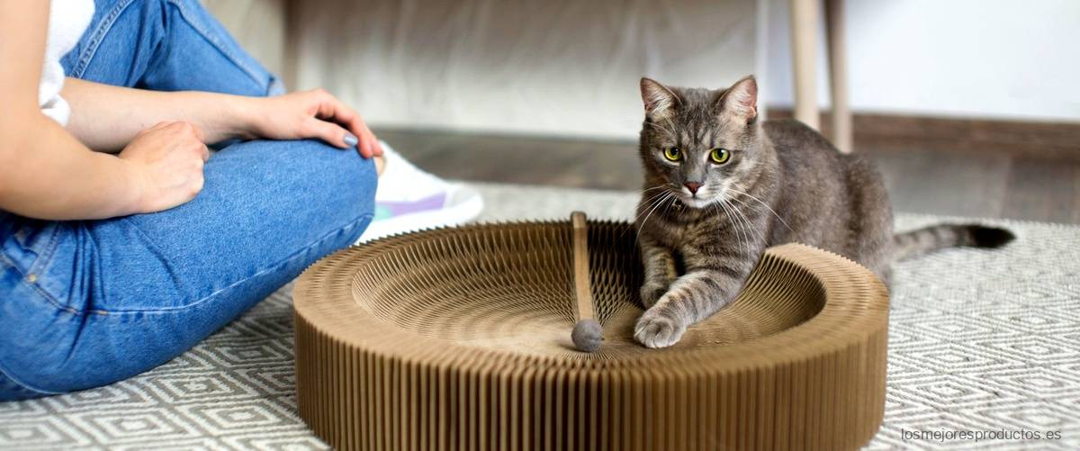 ¿Qué tan bueno es darle comida húmeda a un gato?