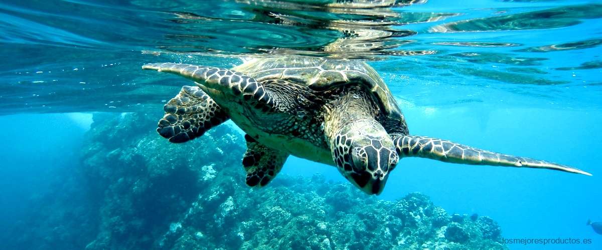 ¿Qué tipo de agua se le pone a las tortugas?