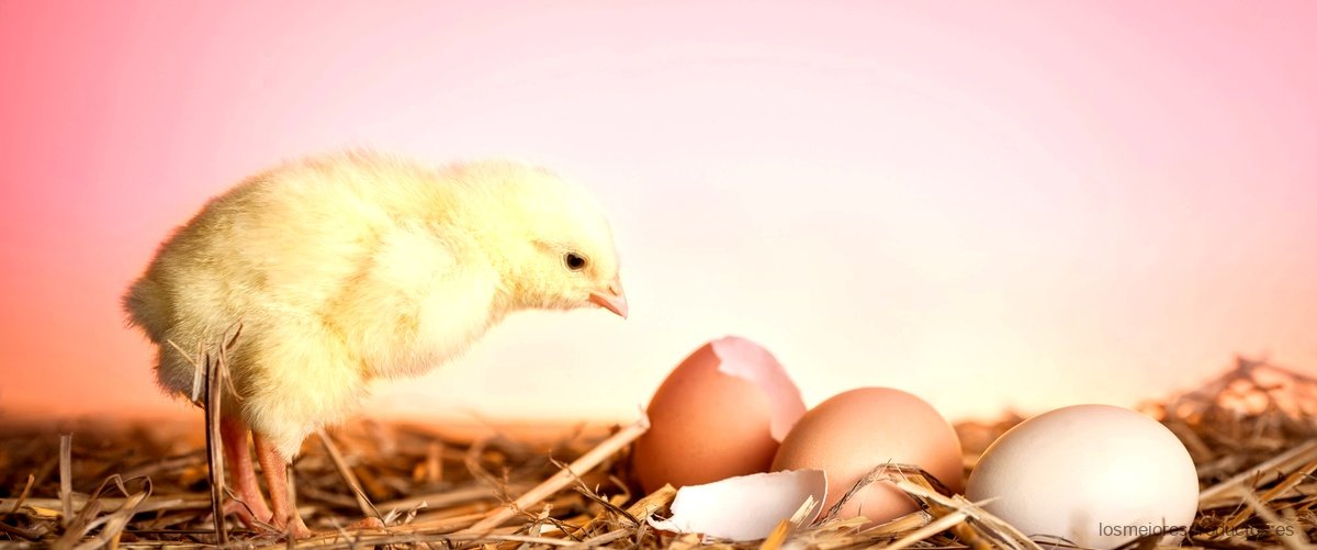 ¿Qué vitaminas tienen los huevos de pato?