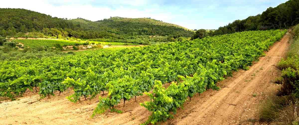 Reserva 2010 de Viña Cumbrero: un vino de alta calidad a un precio irresistible