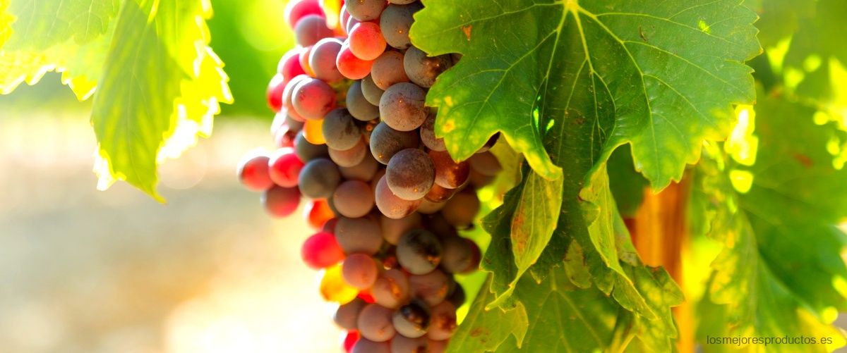 Rioja Platino Antaño: calidad y tradición en una copa