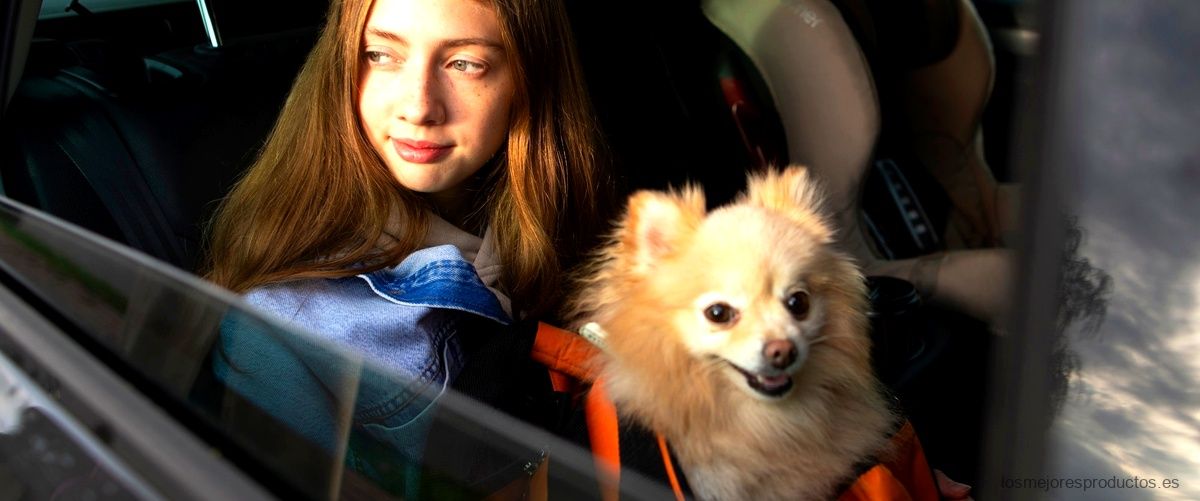 Separador de perros homologado: la mejor opción para proteger a tu mascota en el coche