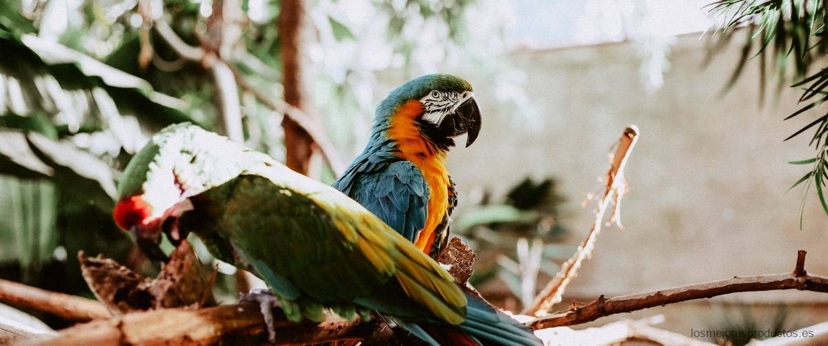Serrapeptasa en Amazon: mejora tu calidad de vida de manera natural