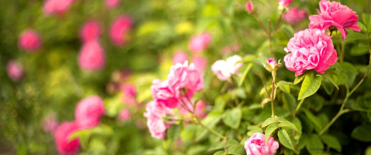 Suavizante rosa mosqueta Mercadona: protección y frescura para tus prendas.
