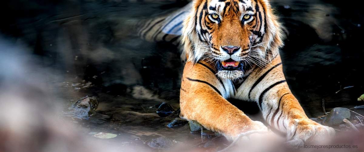 "Tiger Macmillan: Aprendiendo sobre la vida salvaje"