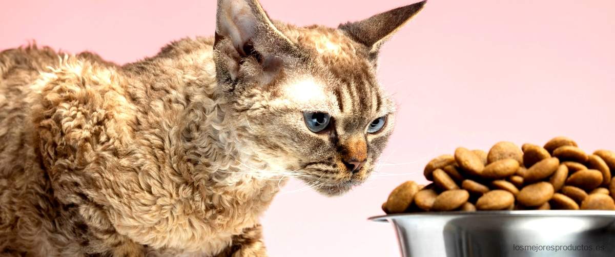 ¿Tu gato sufre de problemas gastrointestinales? Prueba Kattovit