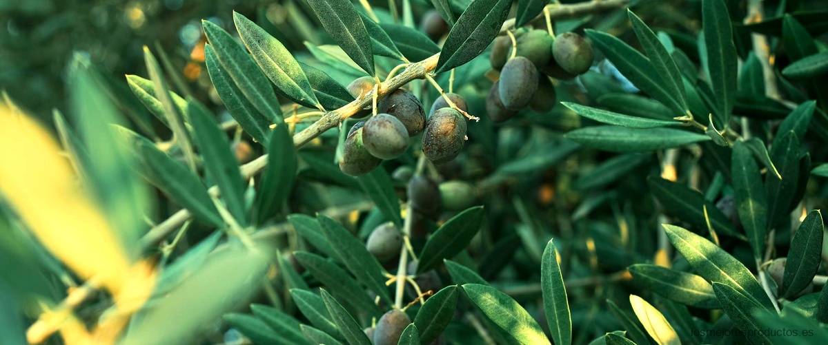 Tutores para olivos: la solución rentable para un crecimiento saludable
