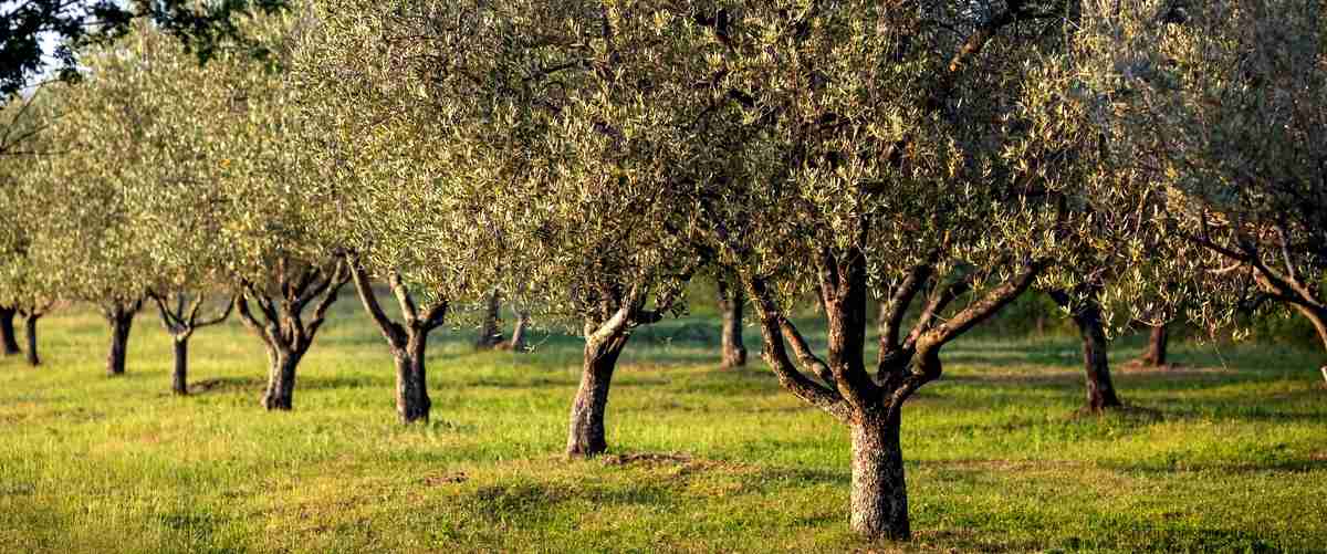 Tutores usados en Córdoba: una alternativa económica para el cultivo de olivos