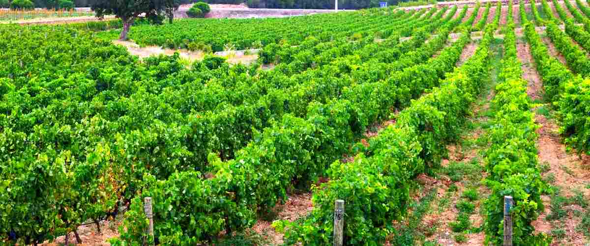 Viña Ardanza Reserva 2005: un vino de calidad excepcional al alcance de todos