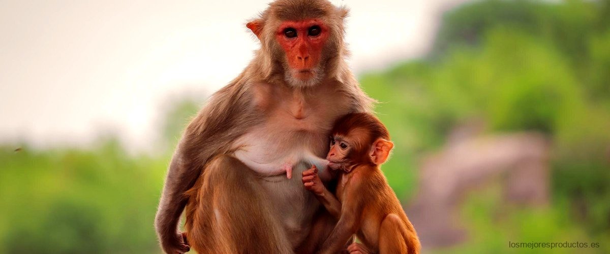 Aspectos a tener en cuenta al comprar un mono Primark