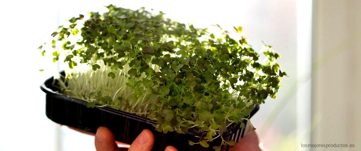 ¿Cómo se consume el alga nori?