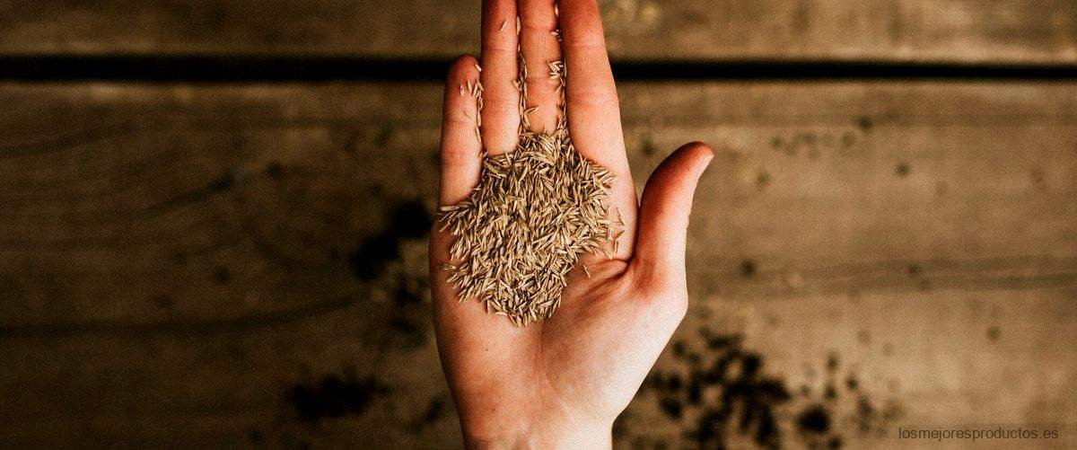 ¿Cómo se debe consumir el germen de trigo?