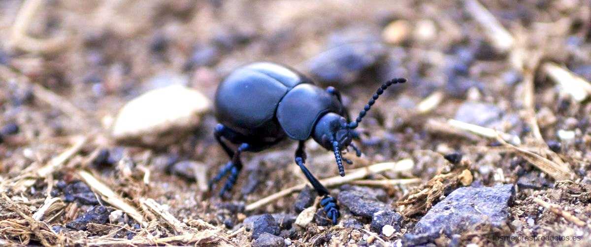 ¿Cómo se pone el cebo para las hormigas?