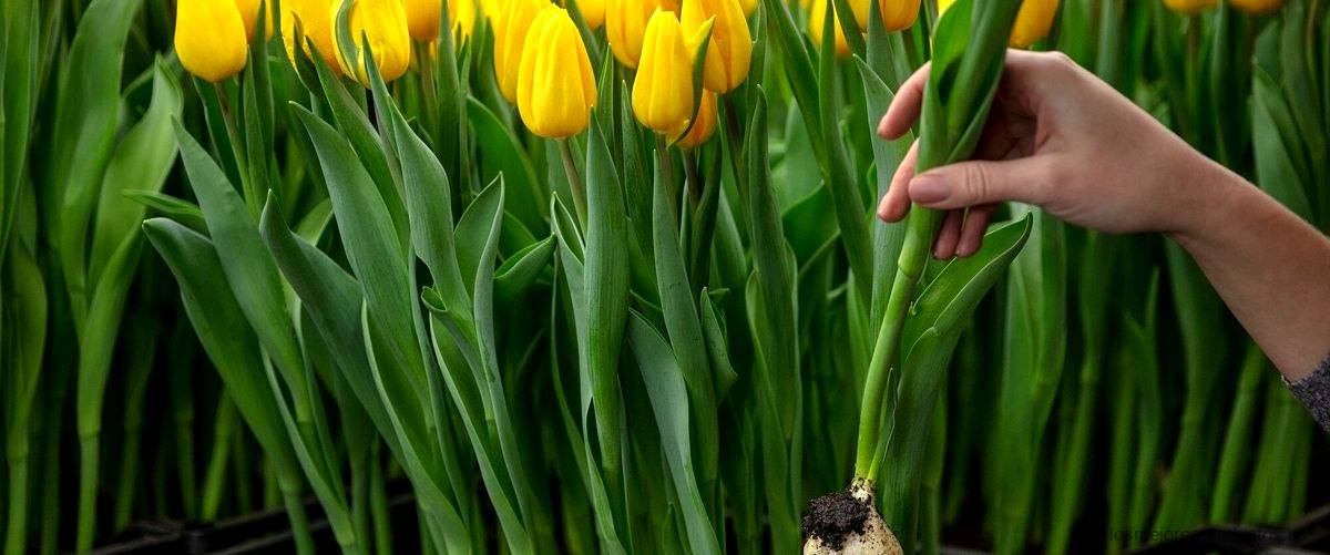 ¿Cuál es el precio de los tulipanes?