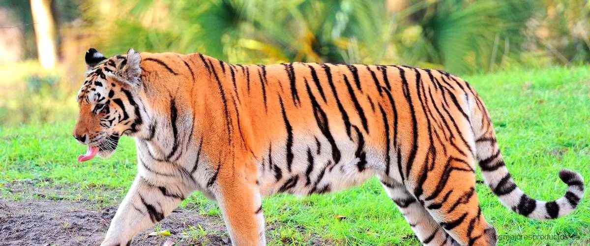 ¿Cuál es la diferencia entre el bálsamo de tigre rojo y blanco?