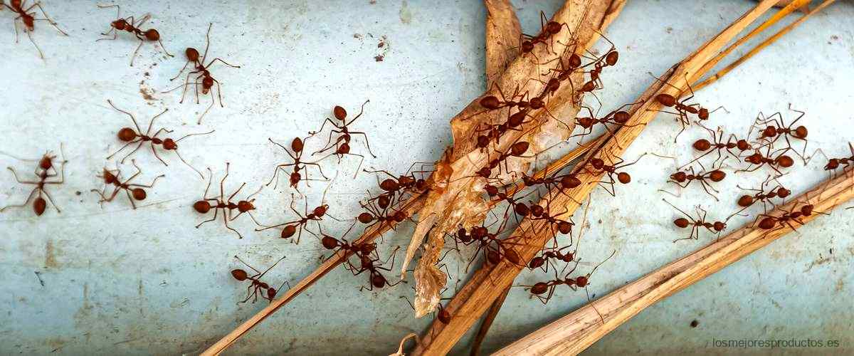 ¿Cuál es la forma más efectiva de eliminar hormigas?