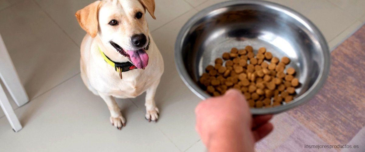 ¿Cuál es la mejor marca de comida para perros?