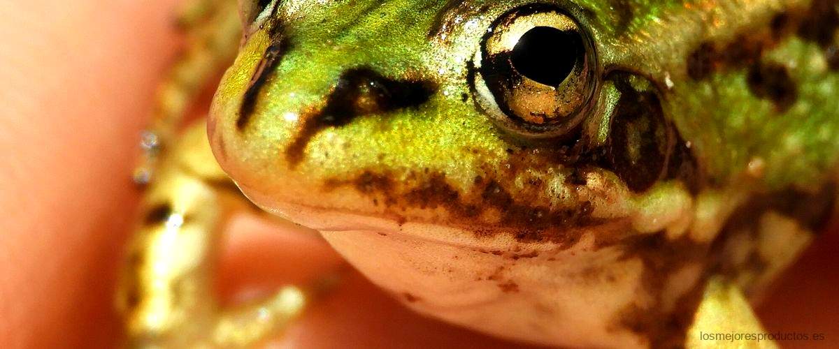 ¿Cuáles son los beneficios de comer ancas de rana?