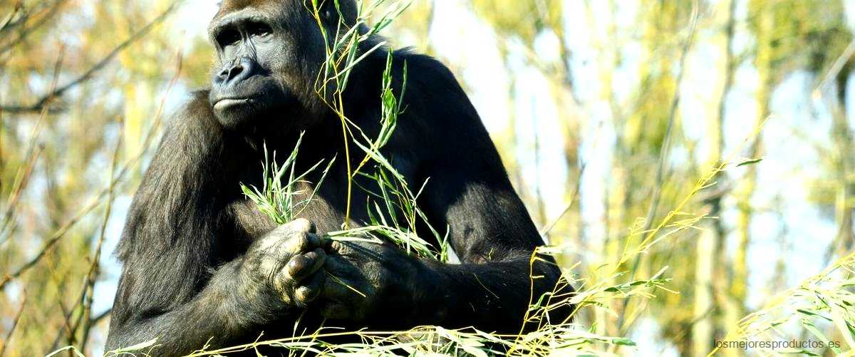 ¿Cuándo salió el moco del gorila?