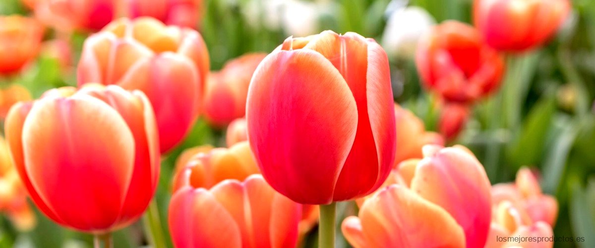 ¿Cuándo se deben comprar los bulbos de tulipanes?