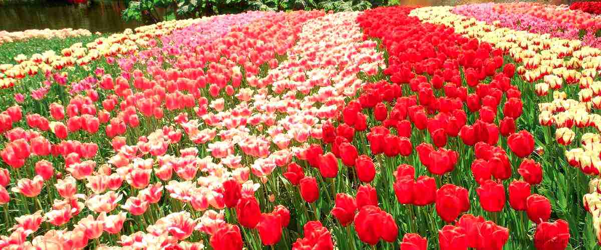 ¿Cuándo se plantan los tulipanes en España?