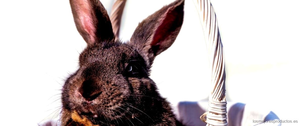 ¿Cuántas veces se les da de comer a los conejos?