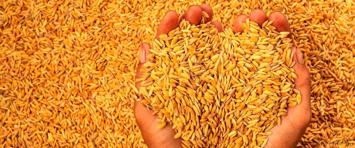 ¿Cuánto arroz cabe en una arrocera?
