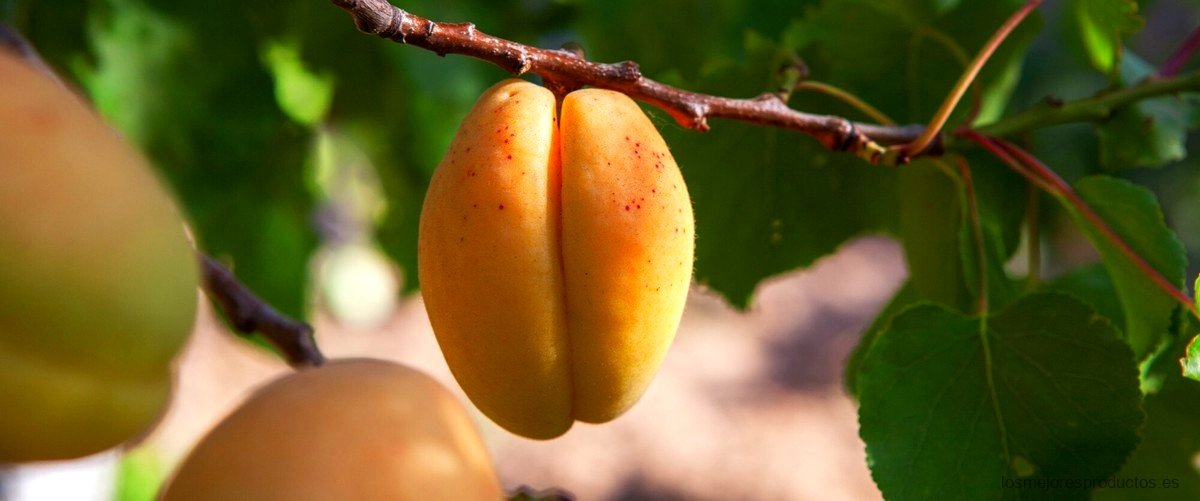 ¿Cuánto azúcar tiene el mango deshidratado?