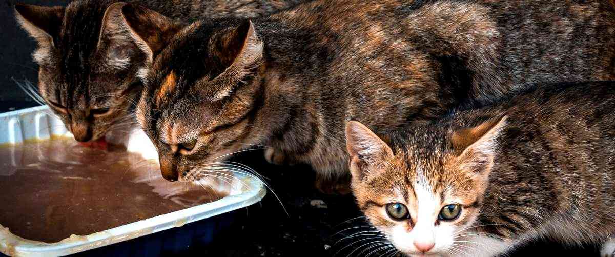 ¿Cuánto cuesta la comida para gatos en Mercadona?