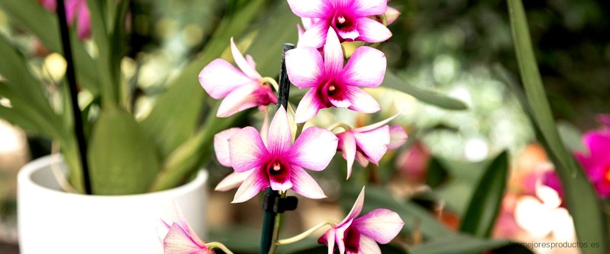 ¿Cuánto dura una maceta de orquídea?