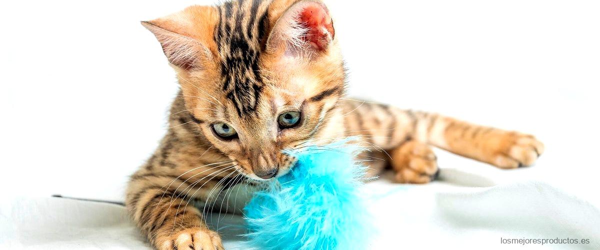¿Cuánto tiempo puede estar un gato recién nacido sin comer?