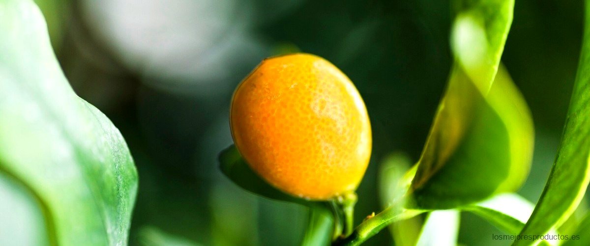 ¿Cuánto tiempo tarda en crecer un limonero en maceta?