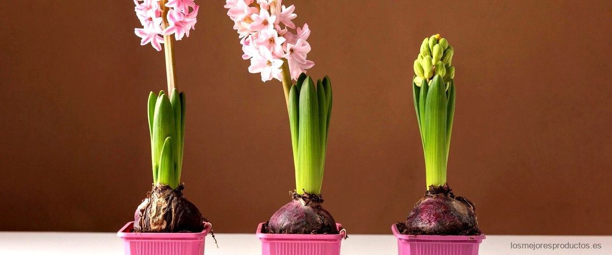 Guía de compra: Macetas para orquídeas Carrefour